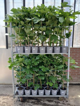 Ficus carica
