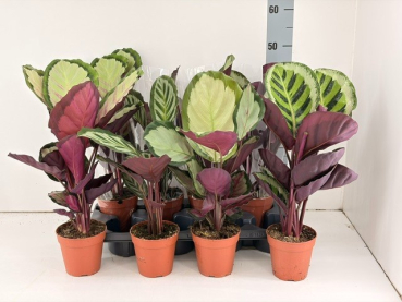 Calathea Mix