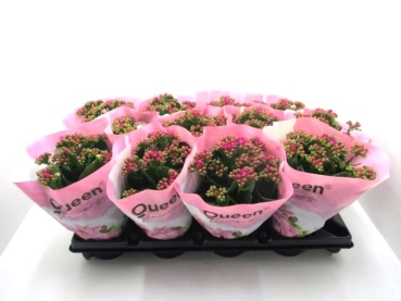 Kalanchoe gefüllt brombeere