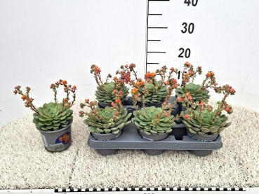 Echeveria "Dondo"
