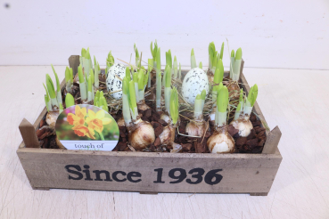 Narzissen in Holzkasten