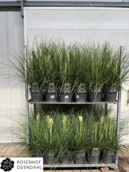 Cortaderia selloana "Tiny Pampa"