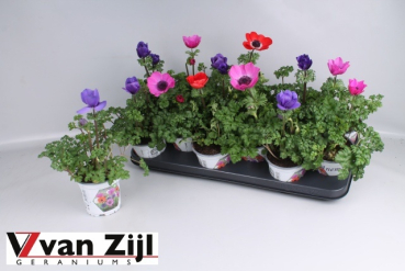 Anemone coronaria Mix