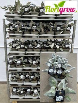 Senecio candidans 'Angel Wings'