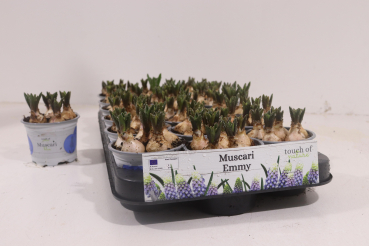 Muscari  blau-weiß "Emmy"