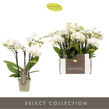 Mini Phalaenopsis 4 Rispen weiß