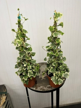 Hedera helix Pyramide