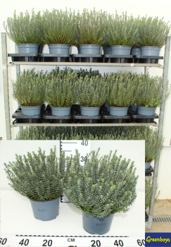 Hebe pimeleoides Kübel