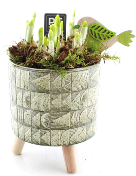 Narzissen in Blechtopf grün