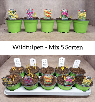 Wildtulpen Mix