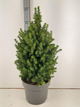 Picea glauca 'Perfecta'
