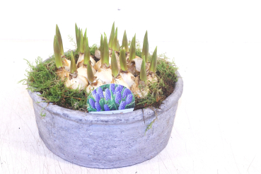 Muscari in Steinschale rund mit Moos