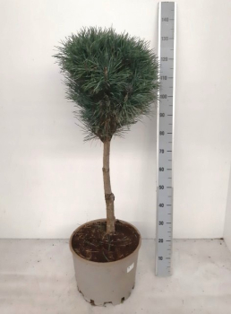 Pinus sylvestris "Fastigiata"