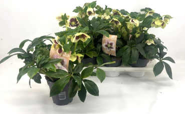 Helleborus "Viv Bicolor"