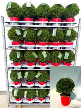 Ilex crenata Kugel