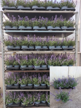 Nepeta fassenii