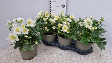 Helleborus "Viv Victor"