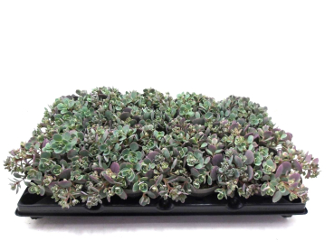 Sedum cauticola