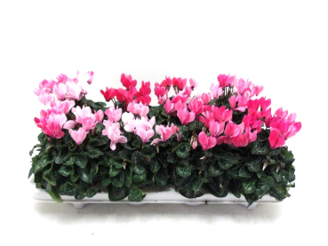 Cyclamen midi "Victoria"