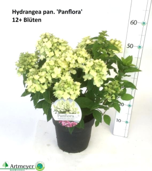 Hydrangea pan. "Panflora"