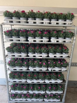 Dianthus "Peman"