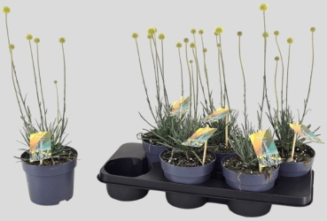 Craspedia globosa