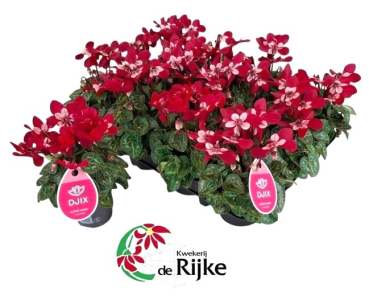 Mini Cyclamen "Djix" rot