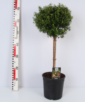 Myrtus communis Stamm