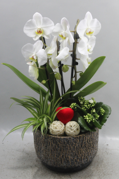 Phalaenopsis in braun Übertopf bepflanzt