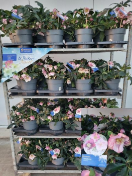 Helleborus atrorubens