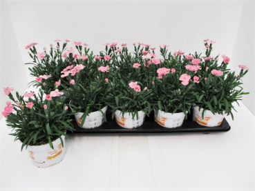 Dianthus "Peach Party"