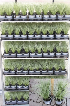 Carex "Mint Curl"
