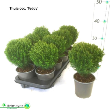 Thuja occid. 'Teddy'