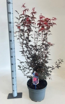 Acer palmatum