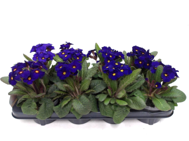 Primula elatior "Gold Nugget" blau