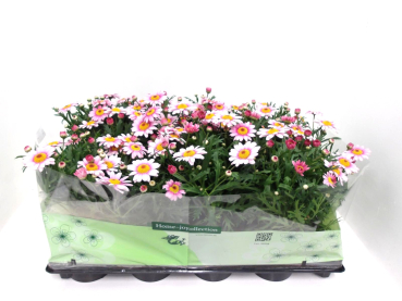 Argyranthemum  frut. rosa