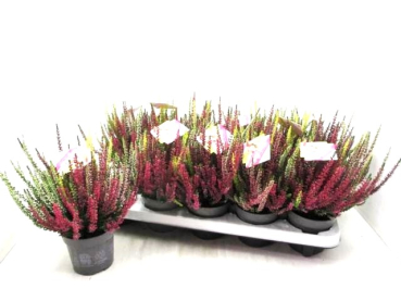 Calluna "High Five"