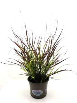 Panicum "Hänse Herms"