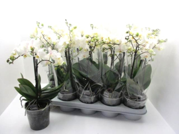 Phalaenopsis 2-3 Rispen weiß