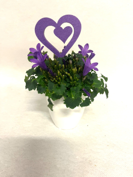 Mini Campanula in Keramiktopf