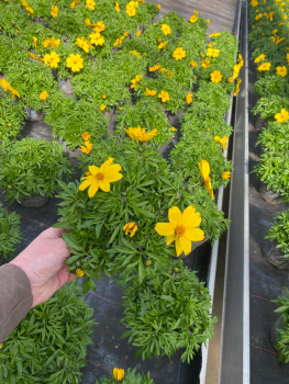 Bidens gelb