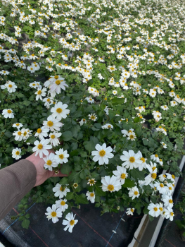 Bidens weiß