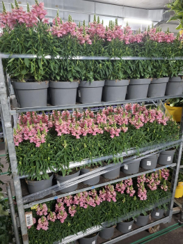 Antirrhinum Kübel