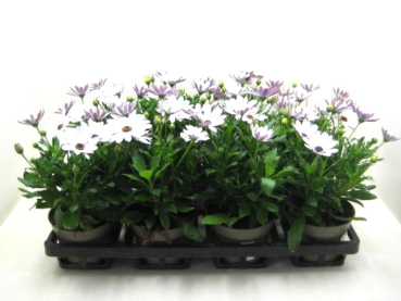 Osteospermum eck. weiß