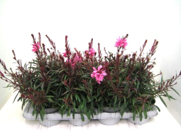 Gaura lind. pink