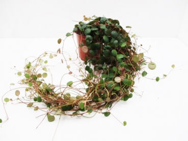 Peperomia "Pepperspot"