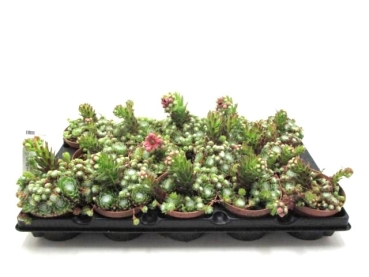Sempervivum arach.