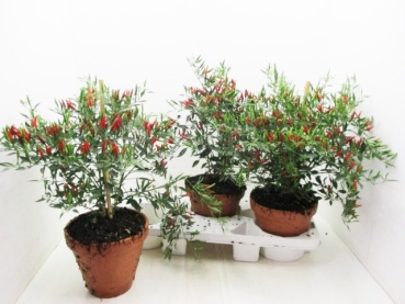Capsicum Chili "Bonzi"