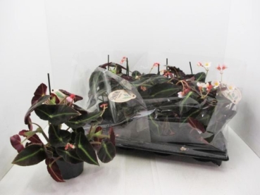 Begonia listada