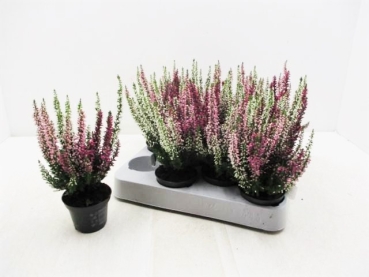 Mini Calluna Trio